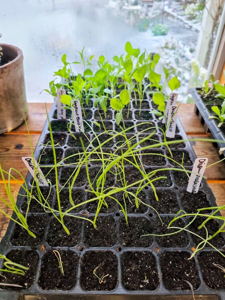 onion and eggplant seedlings growing in the garden
