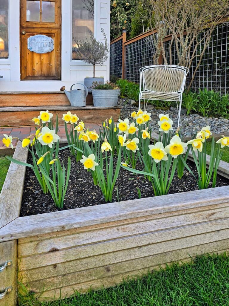 cut flower garden with yellow daffodils growing in the raised beds and greenhouse