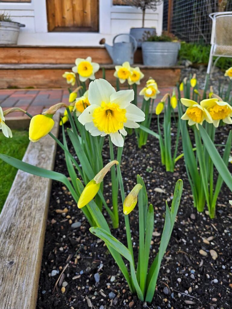 yellow daffodils growing in the garden