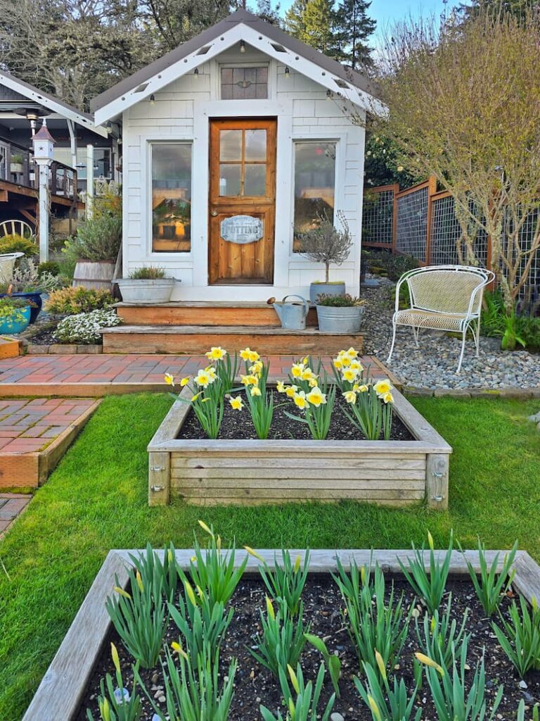 cut flower garden with yellow daffodils growing in the raised beds and greenhouse