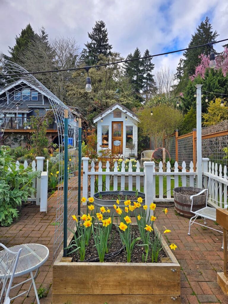 cut flower garden with yellow daffodils growing in the raised beds and greenhouse
