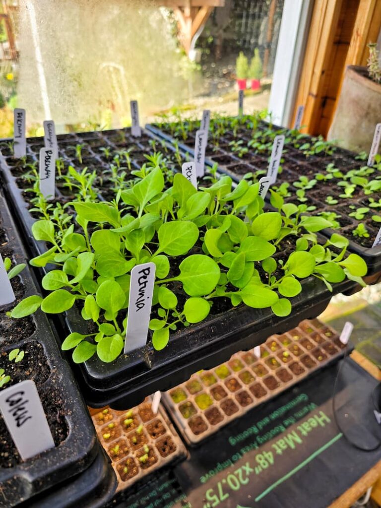 petunia seedlings growing inside the greenhouse