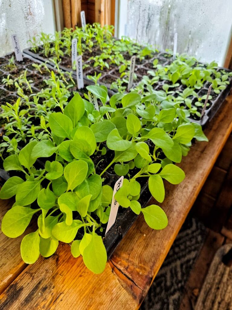 petunia seedlings growing in the greenhouse