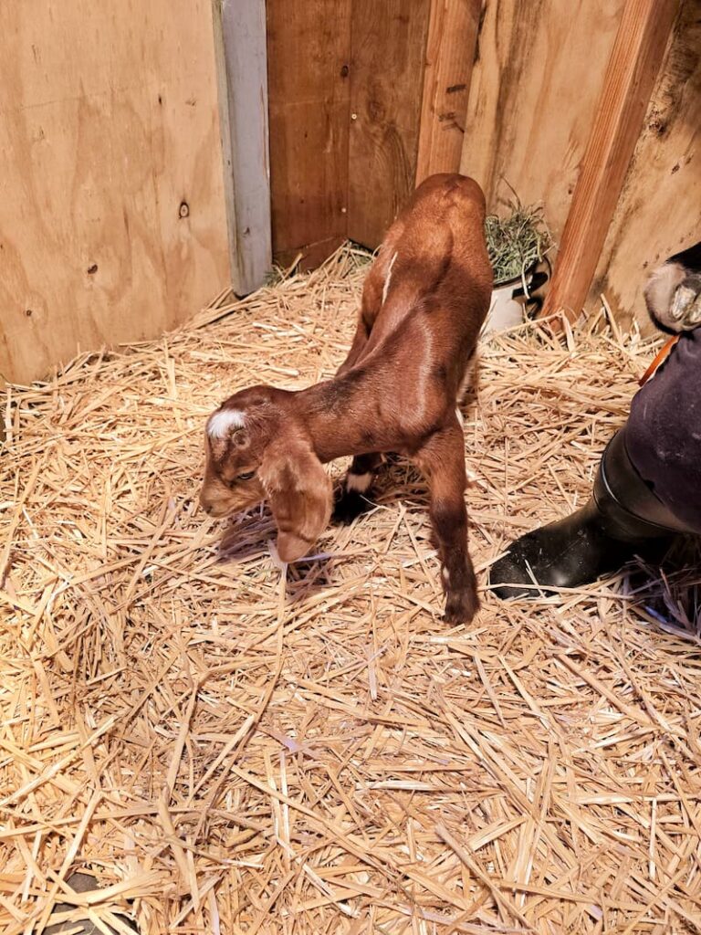 red-headed baby goat walking on the hay in a stall