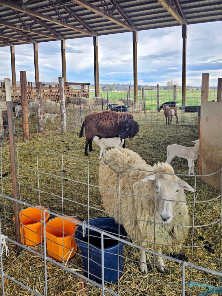 sheep at the farm