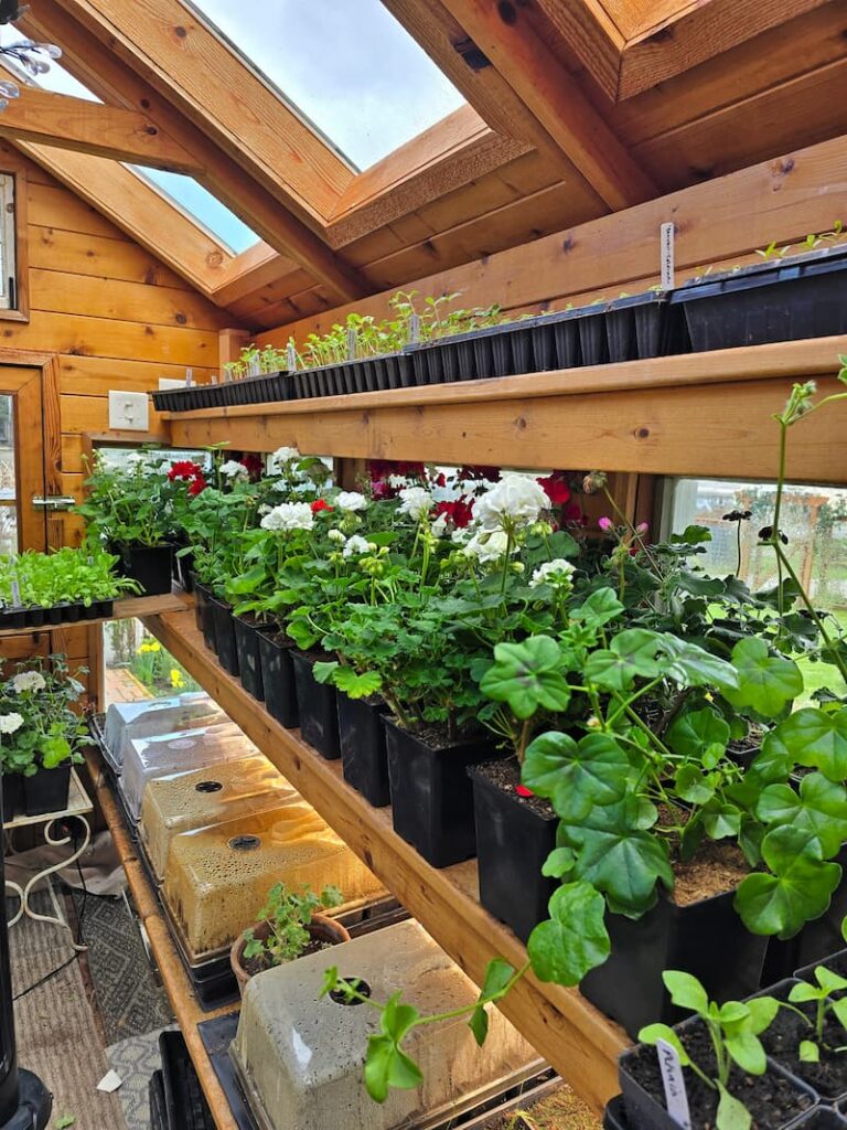 geraniums with blooms in the greenhouse