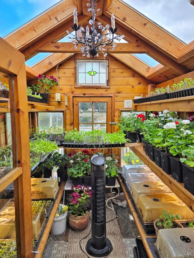 inside the greenhouse with seedlings and geraniums