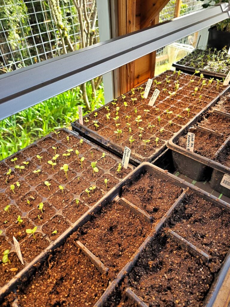 zinnia seedlings growing under the lights in greenhouse