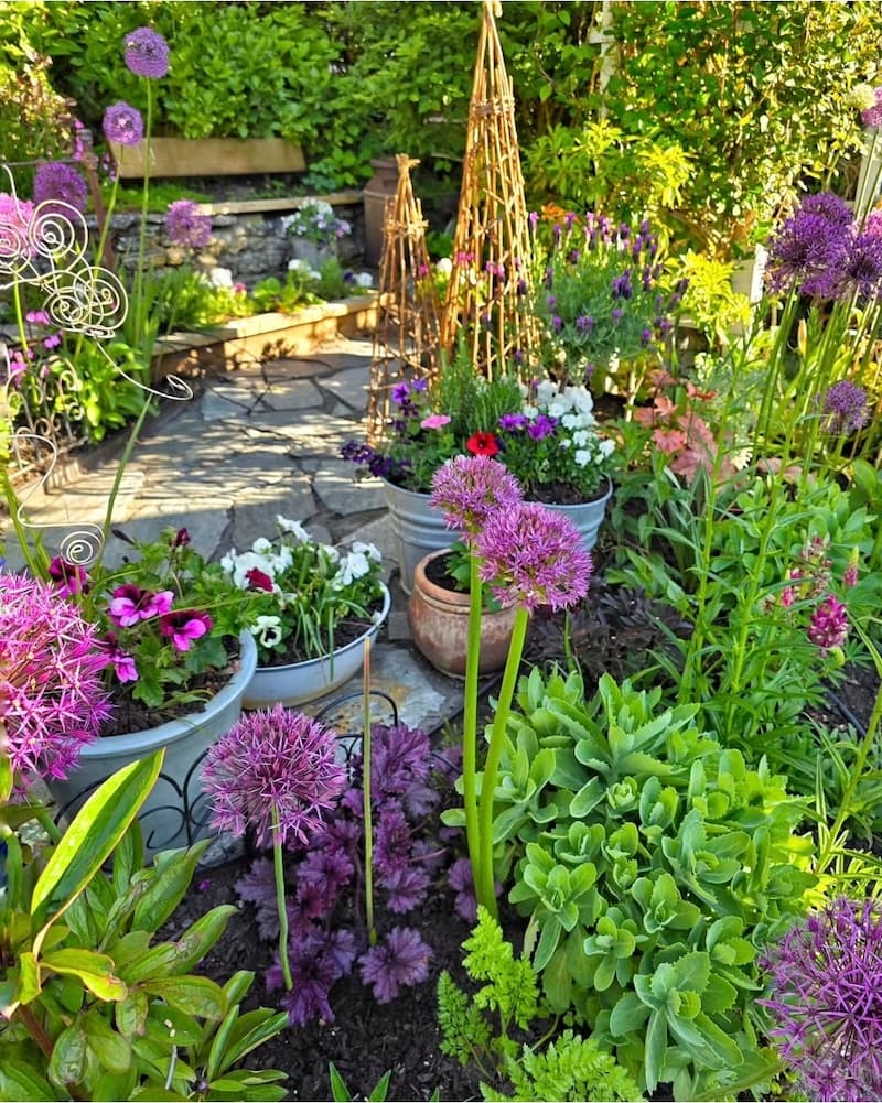 purple alliums and purple and white flowers growing in containers