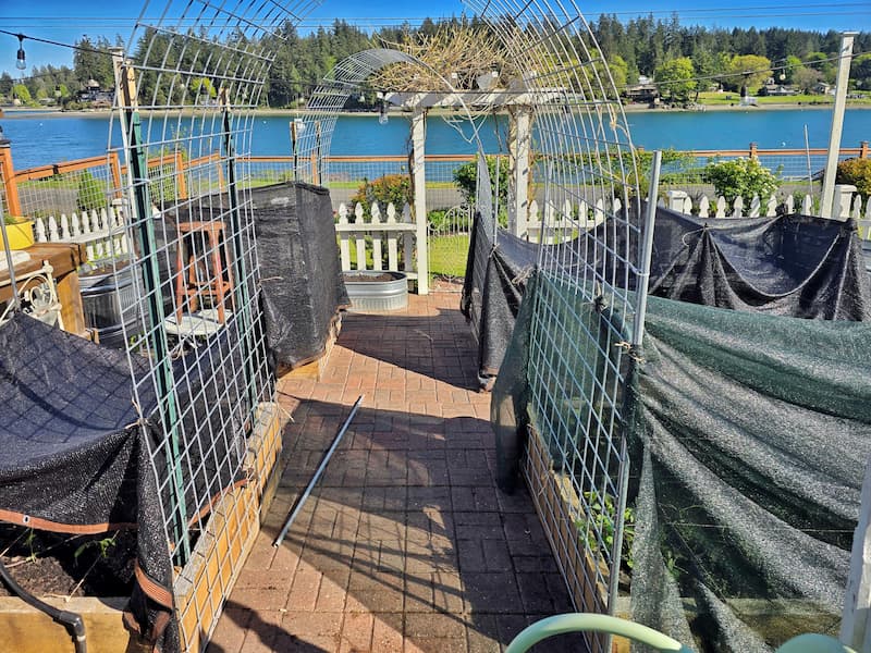 cut flower garden with shade cloth over the raised beds