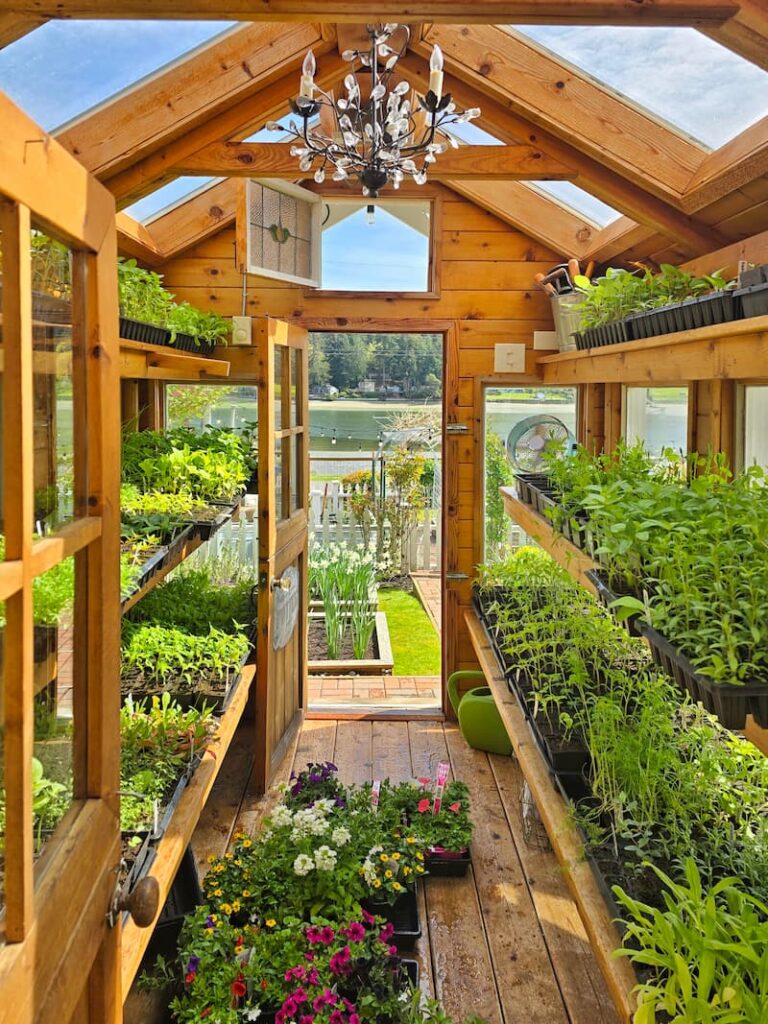 greenhouse interior with seedlings