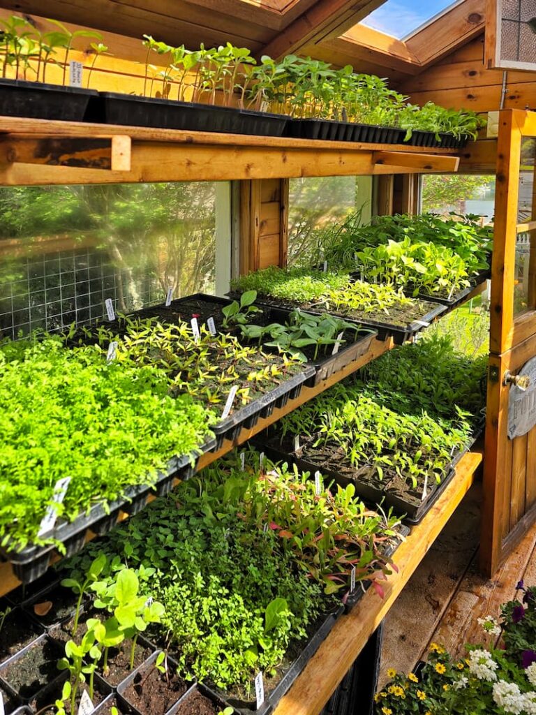 seedlings growing in the greenhouse