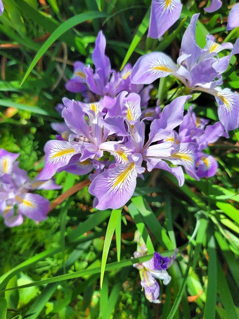 purple irises growing in the garden