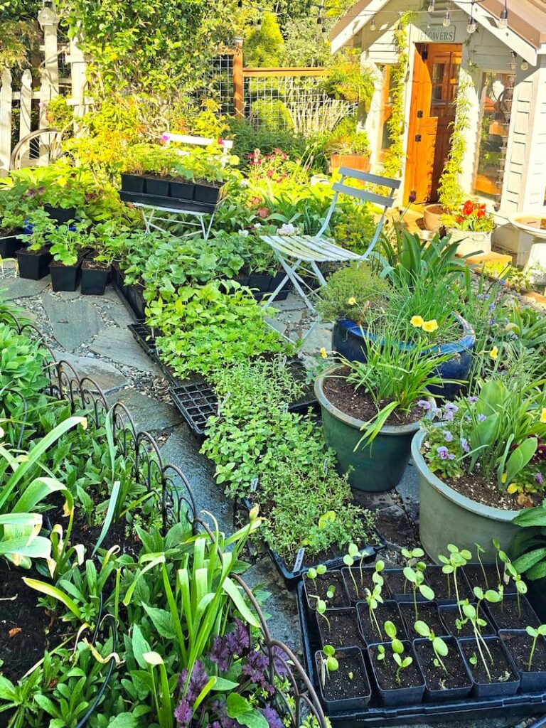 trays of seedlings on the stone patio in front of the greenhouse