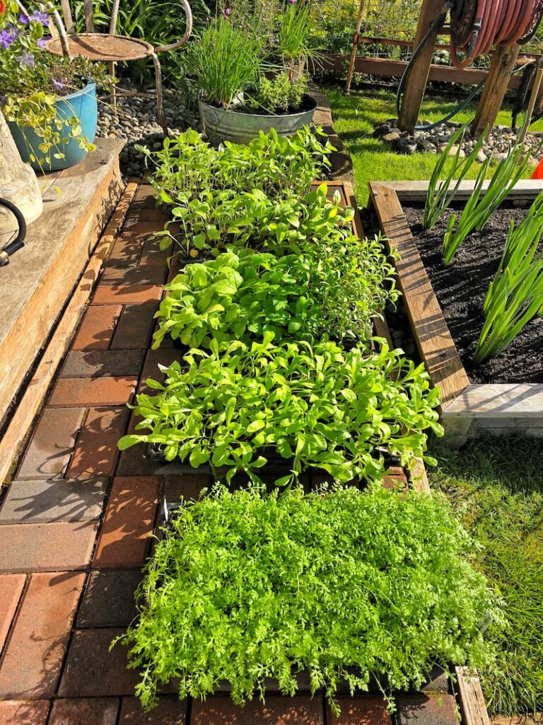 trays of seedlings outside the greenhouse