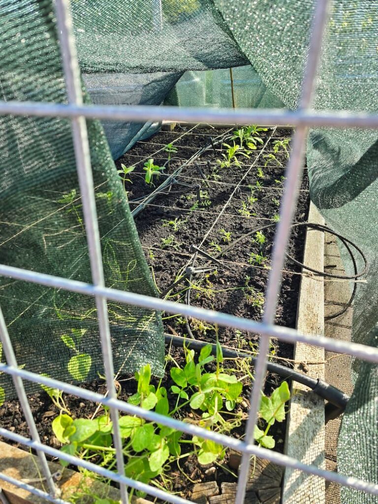 newly planted seedlings in the raised beds covered with shade cloth