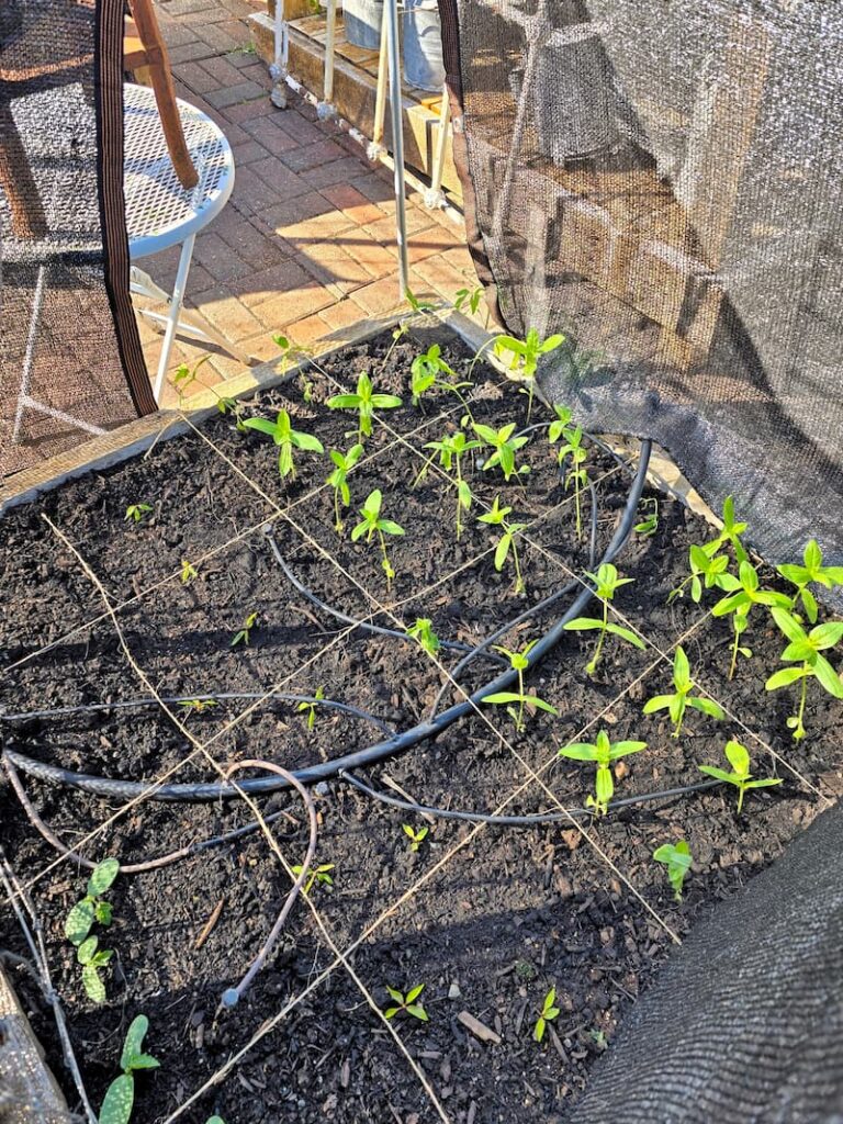 newly planted zinnia seedlings in raised beds