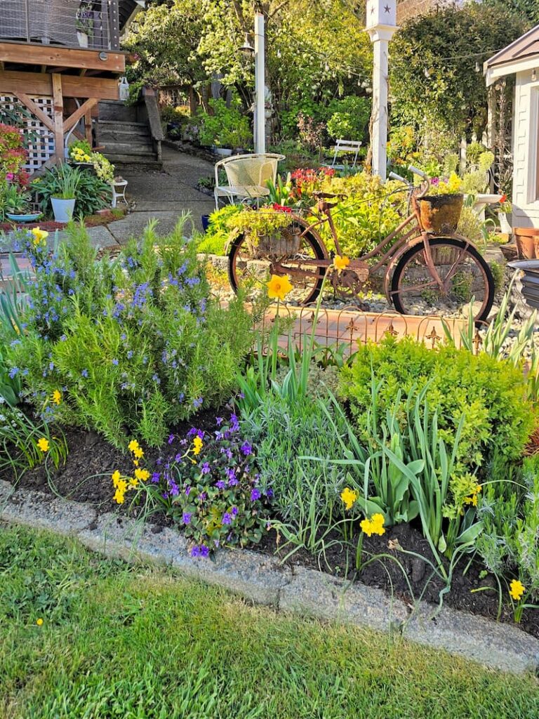 vintage bike and garden beds