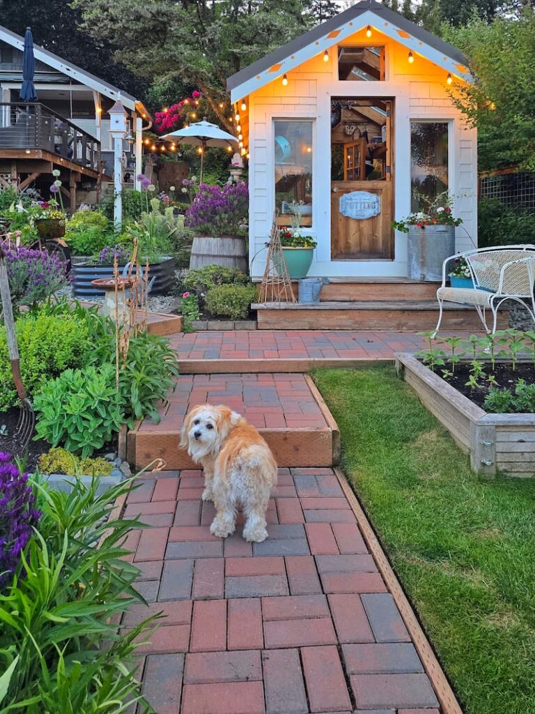 cream dog walking up the paver stairs through the garden and greenhouse in the background