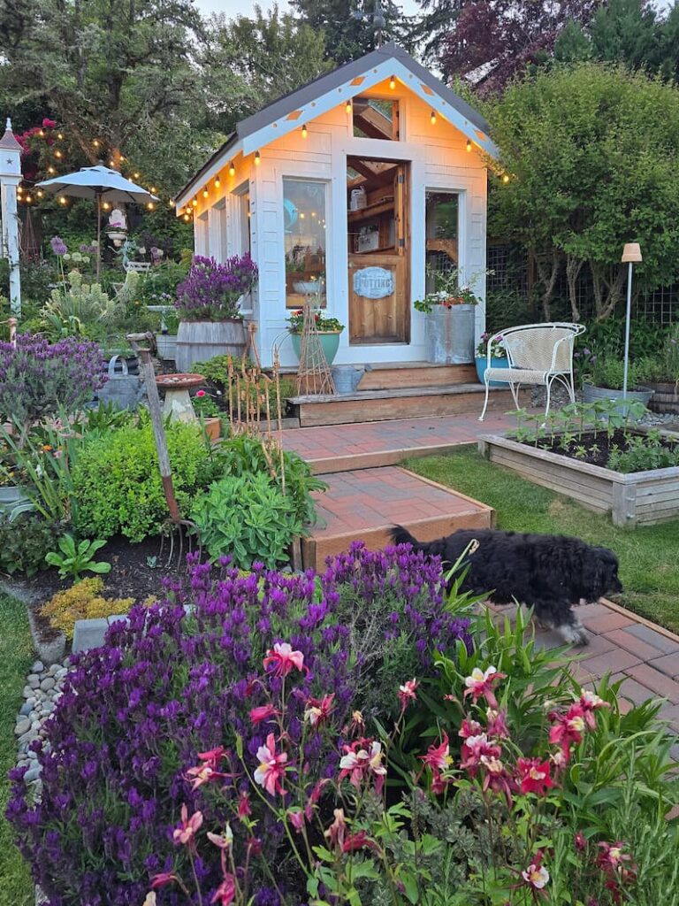 greenhouse and May garden at dusk with bistro lights and lavender blooming