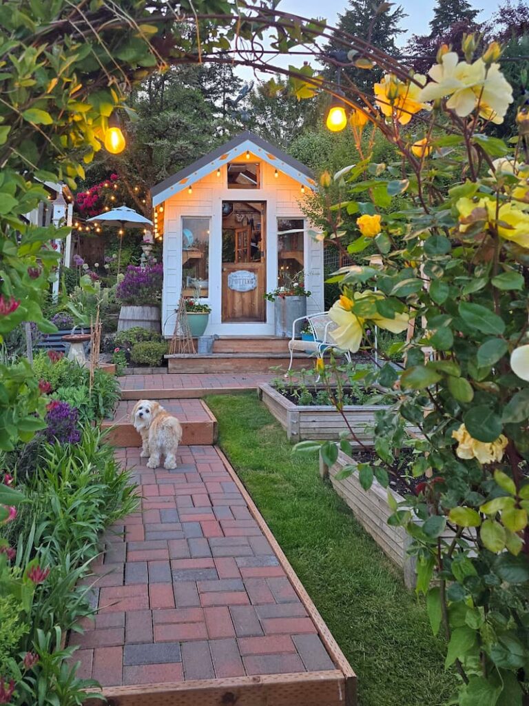 cottage garden in May with yellow roses climbing up the arbor, greenhouse, and a cream dog walking the brick paver garden pathway