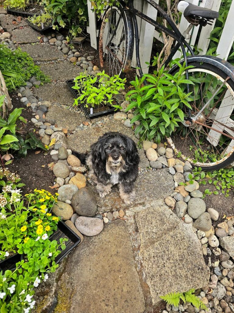 black dog in the garden