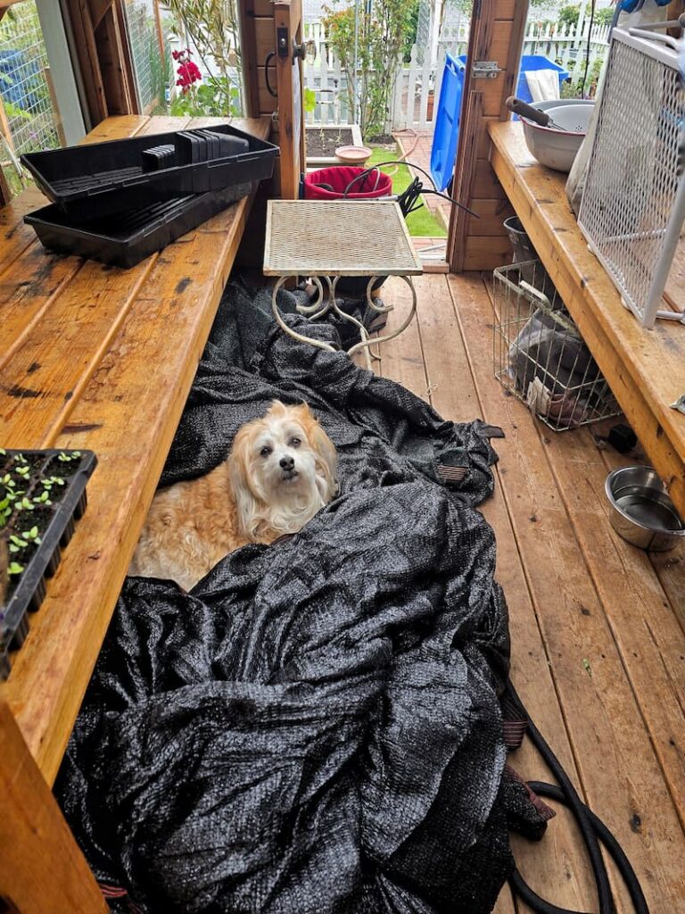 cream dog laying on shade cloth in the greenhouse