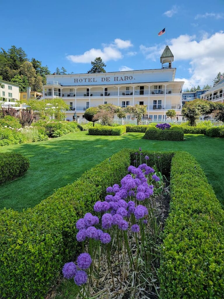 purple alliums blooming in the formal gardens at the Roche Harbor resort