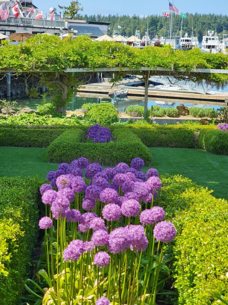 purple alliums blooming in the formal gardens at the Roche Harbor resort