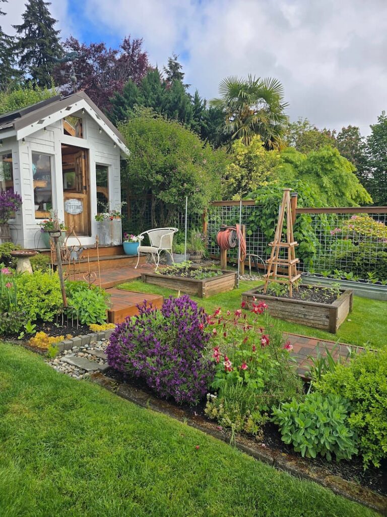 cottage garden with greenhouse, two raised beds, and seasonal flowers