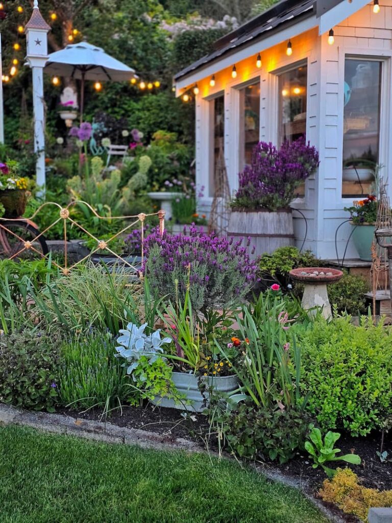 cottage garden with purple Spanish lavender blooms throughout