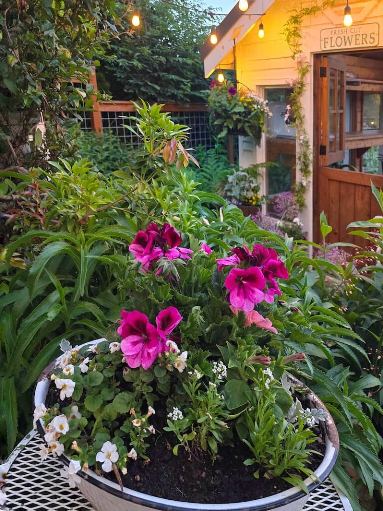 fuchsia geraniums and white alyssum in a container