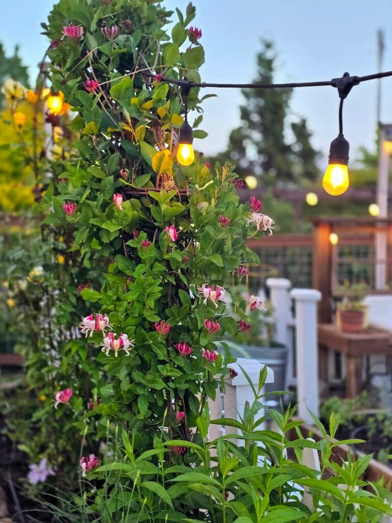 honeysuckle vine growing up the arbor in the garden