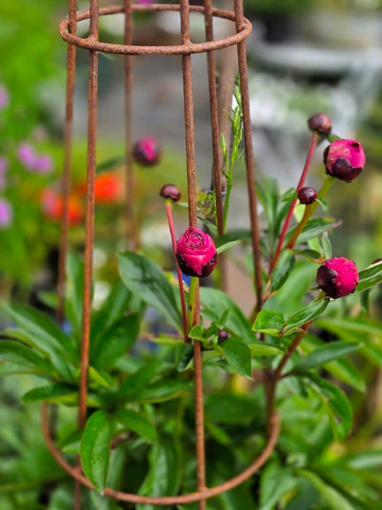 fuchsia peonies growing through the iron trellis just starting to bud
