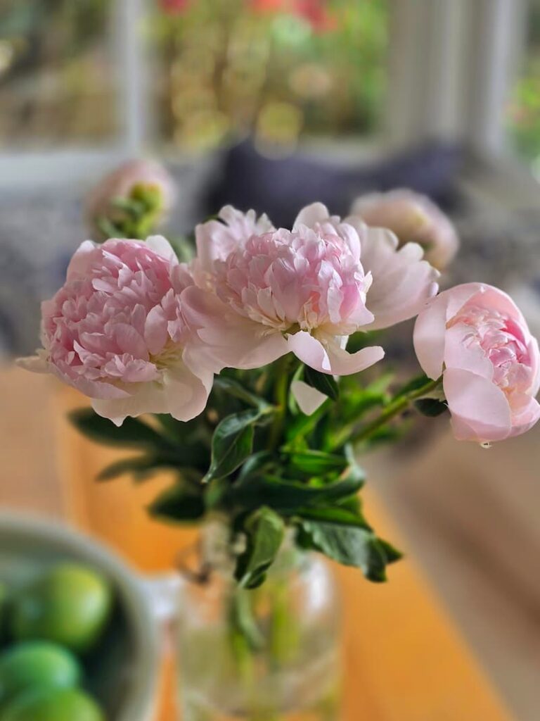 pale peonies in a vase