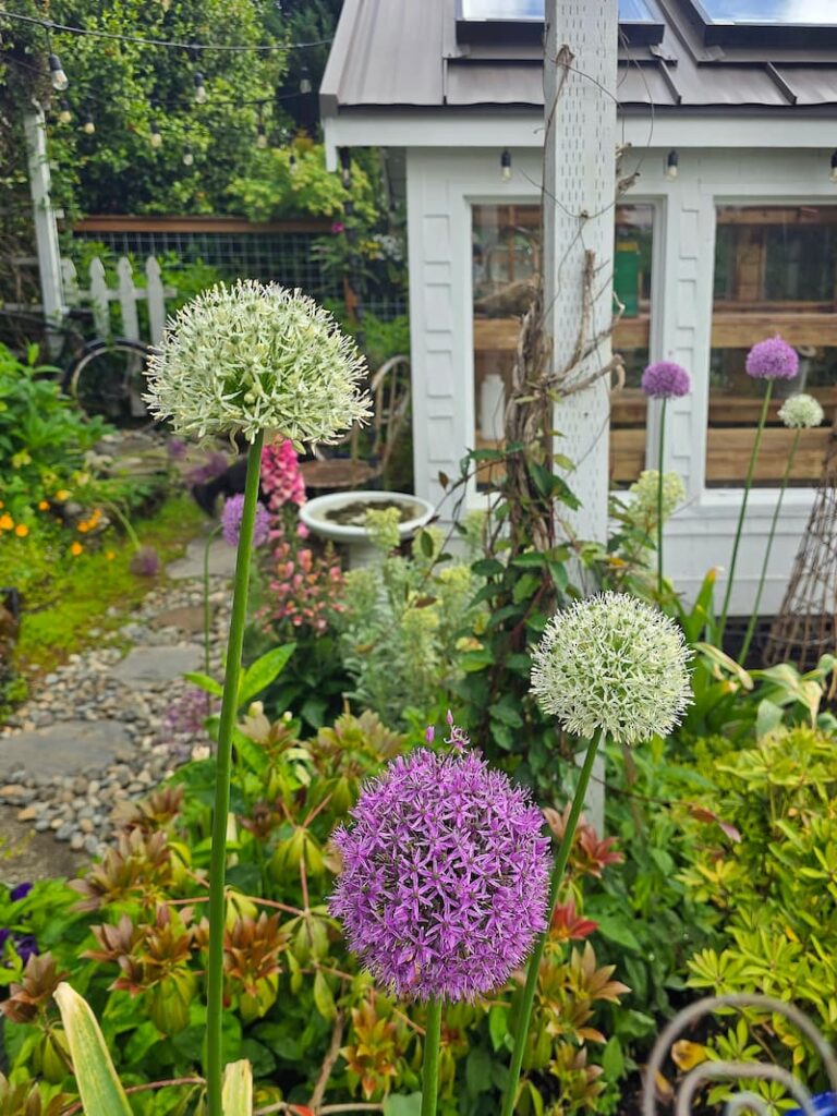 white and purple alliums growing in the cottage garden
