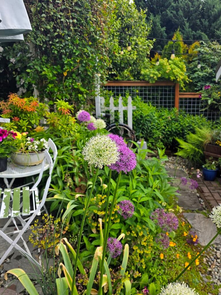 white and purple alliums growing in the cottage garden