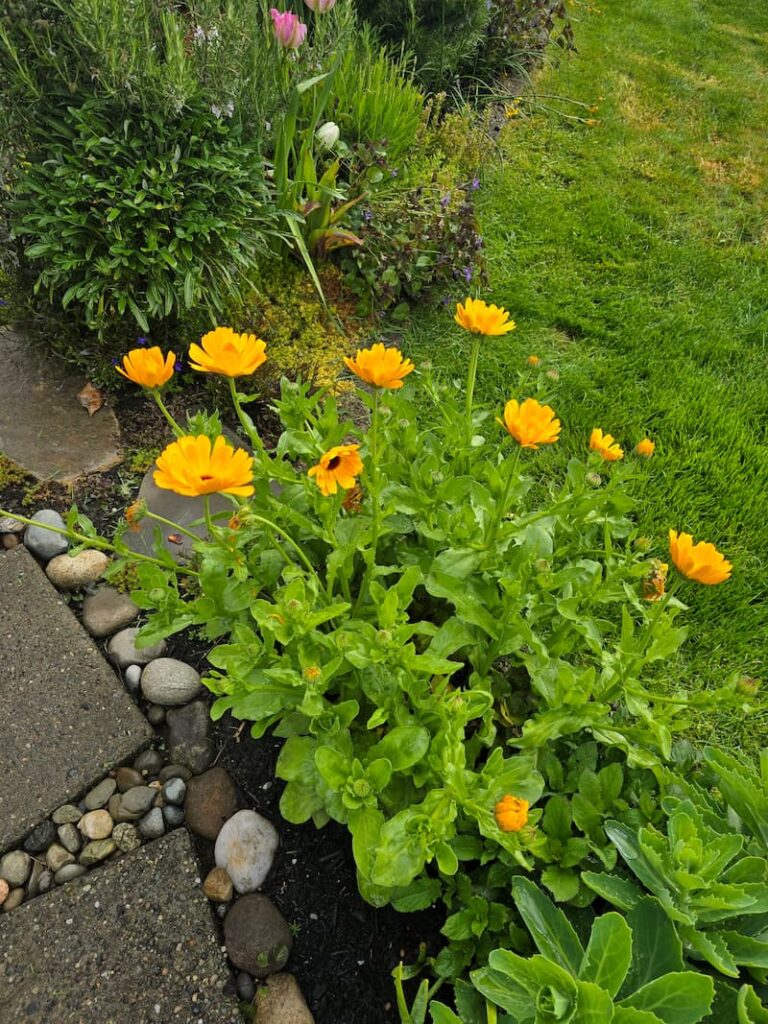 yellow calendula growing in the cottage garden