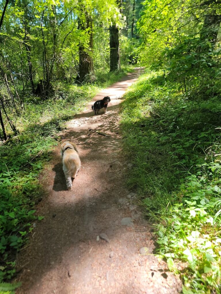 cream and black dog hiking the nature trail