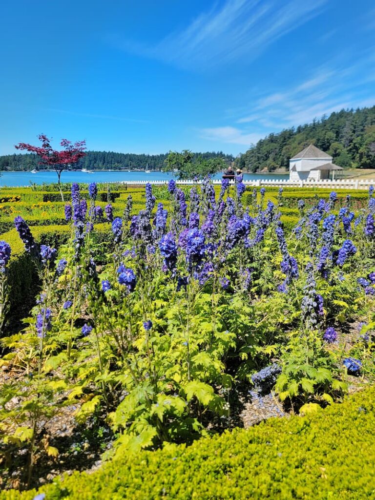 garden at English Camp with delphinium growing