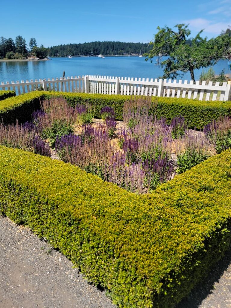 garden at English Camp with lavender and boxwood growing