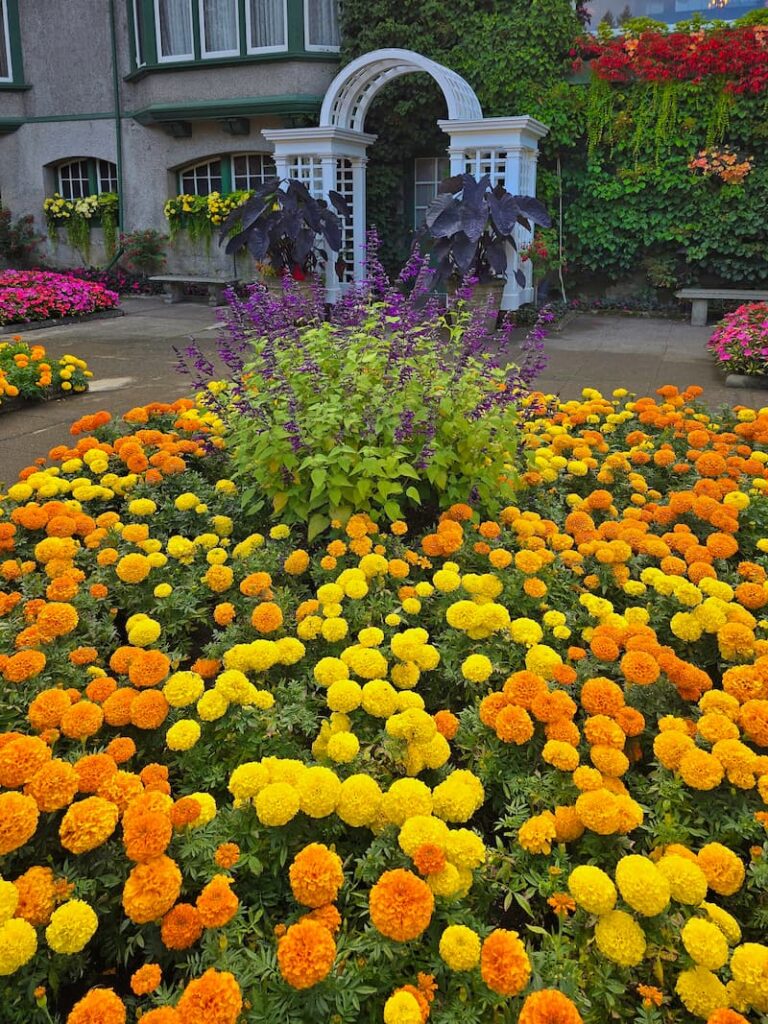The Butchart Gardens Italian Garden with yellow and orange marigolds planted