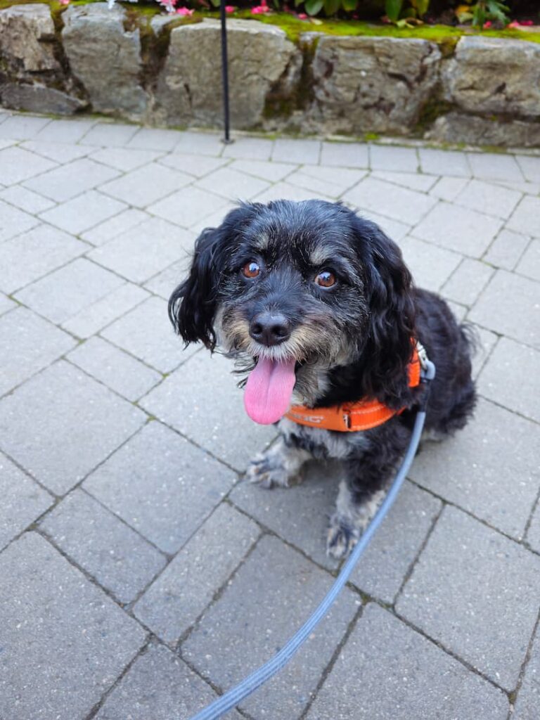 black dog with orange harness on a leash in the Butchart Gardens