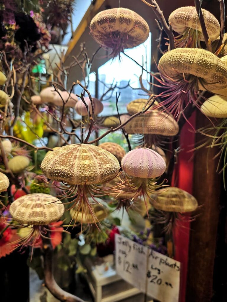 Jellyfish air plants