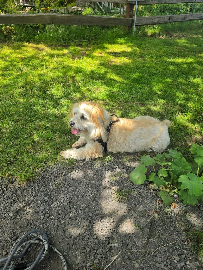cream dog laying in the grass panting