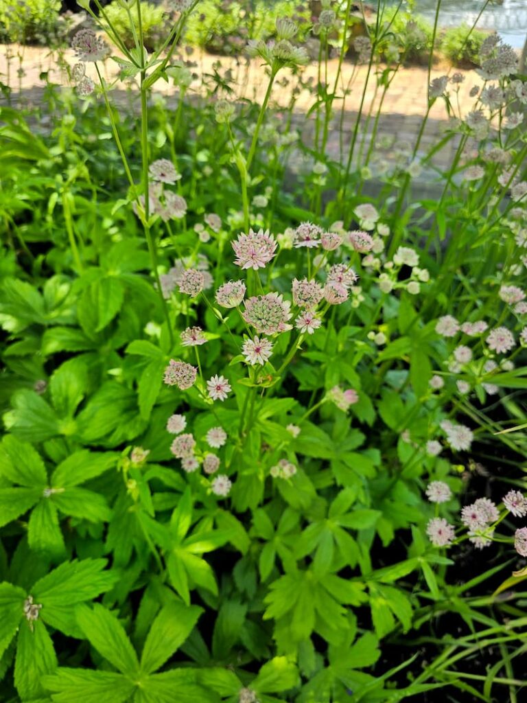Roche Harbor Resort garden