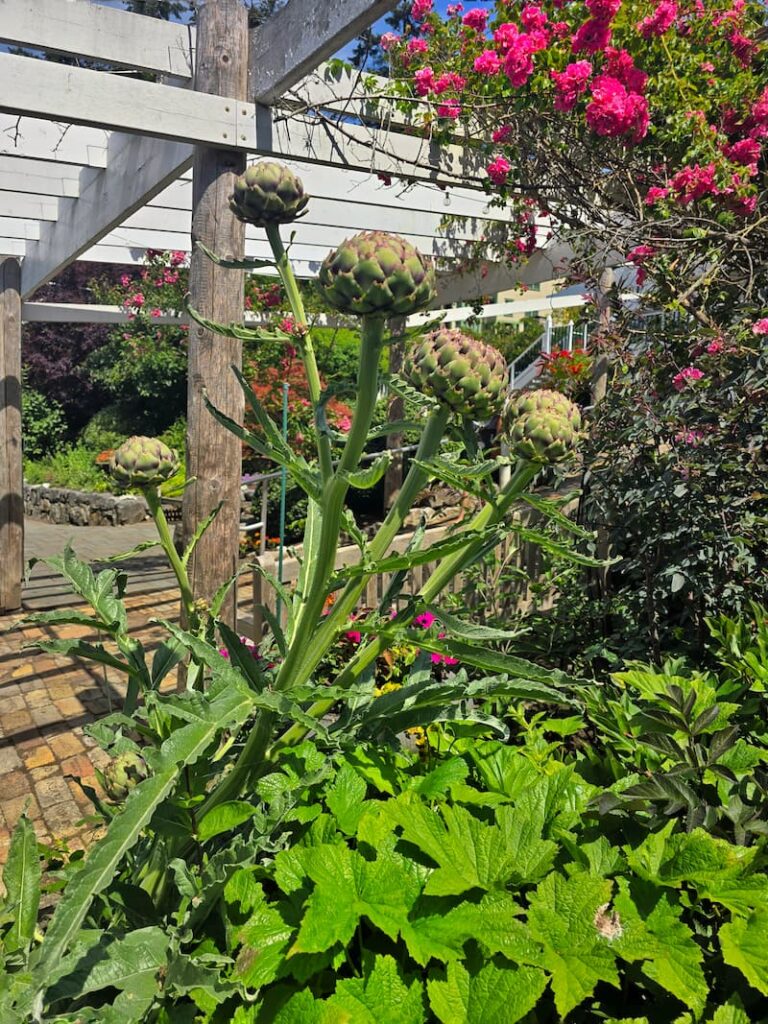 Roche Harbor Resort garden