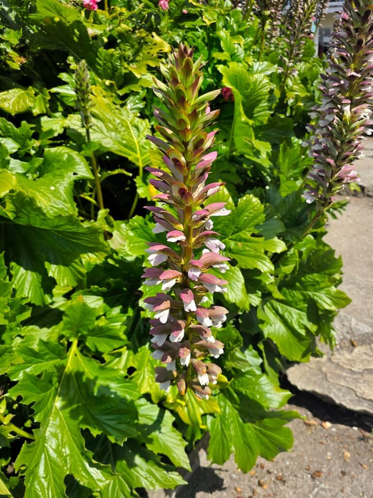 Roche Harbor Resort garden