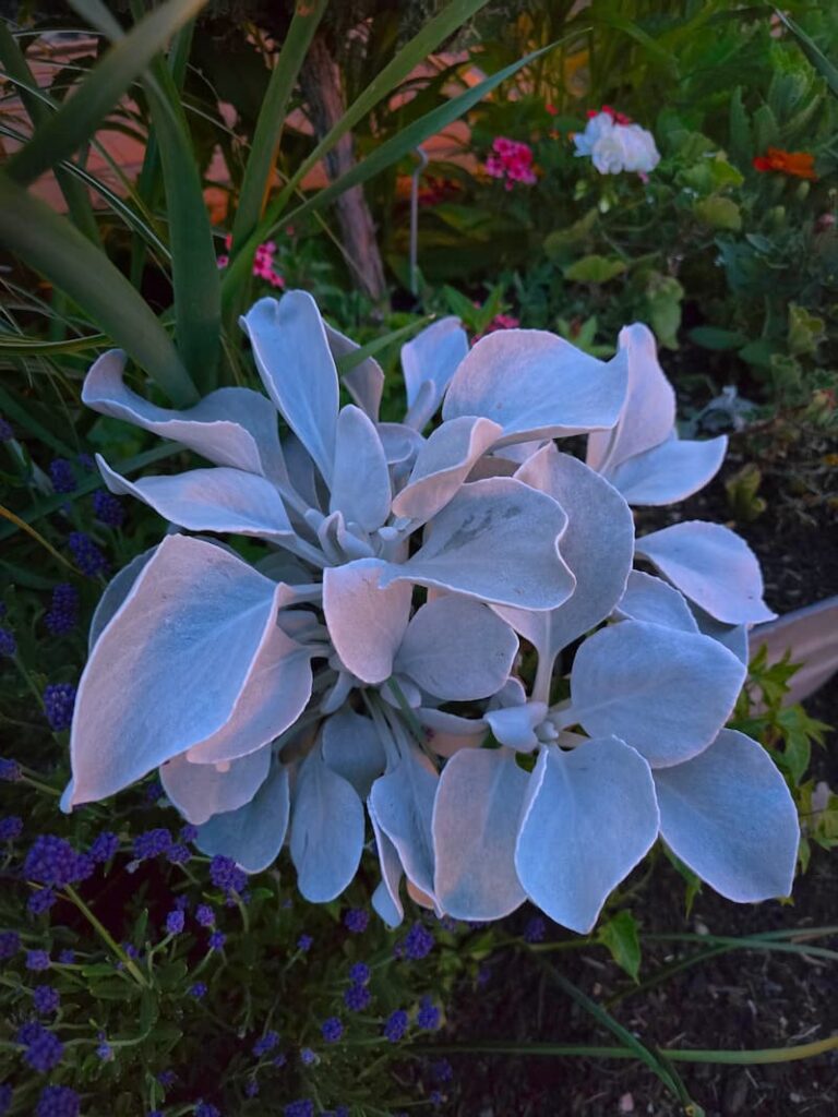 angel wing plant in the cottage garden