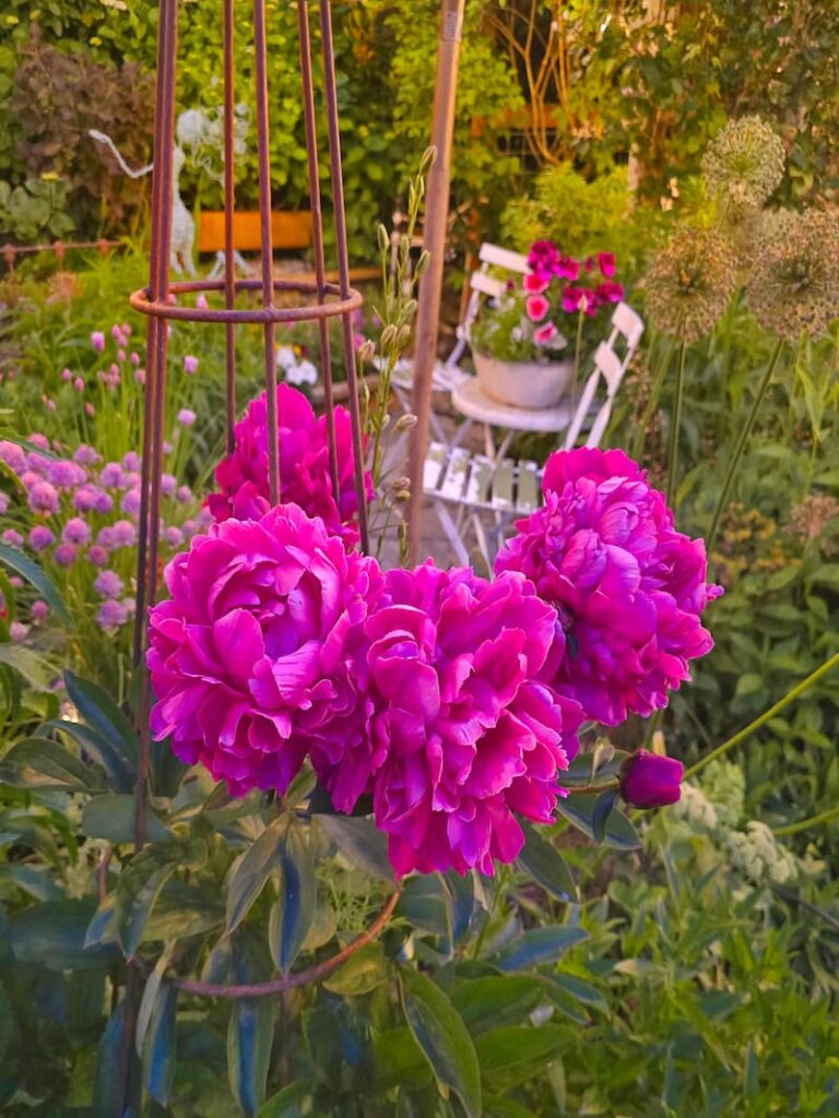 fuchsia peonies in the evening cottage garden